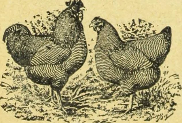 An illustration from Caras y caretas, 1898, leaf 155