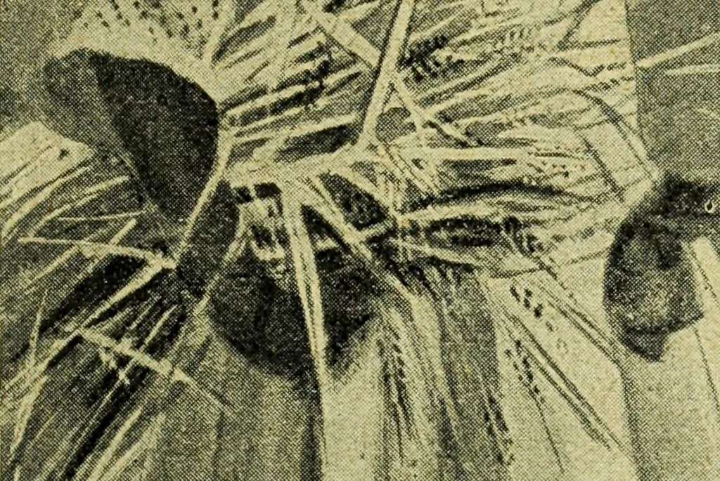 An illustration from Caras y caretas, 1898, leaf 220