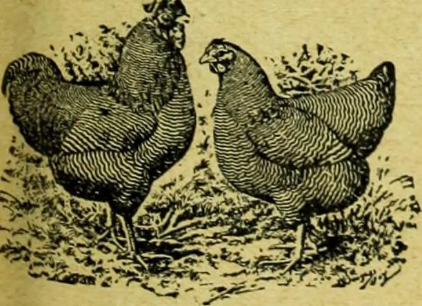 An illustration from Caras y caretas, 1898, leaf 300