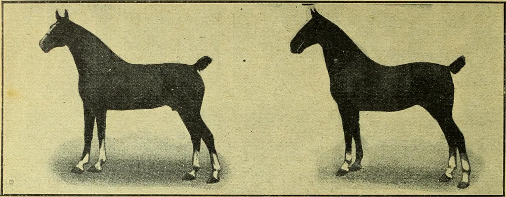 An illustration from Caras y caretas, 1898, leaf 303