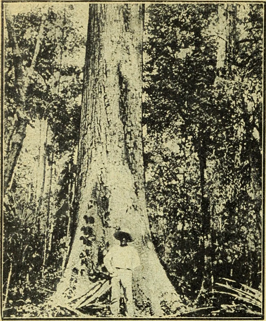 An illustration from Caras y caretas, 1898, leaf 361