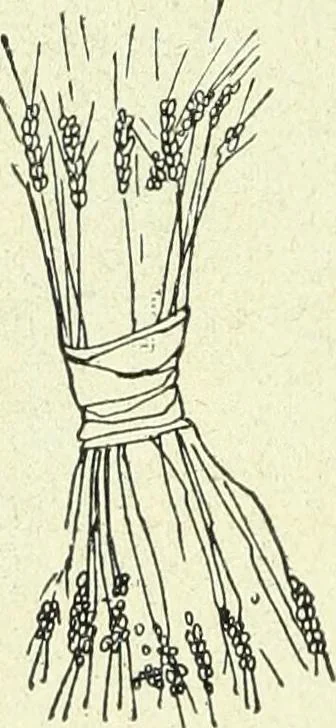 An illustration from Caras y caretas, 1898, leaf 365