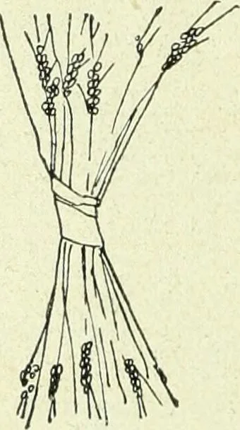 An illustration from Caras y caretas, 1898, leaf 365