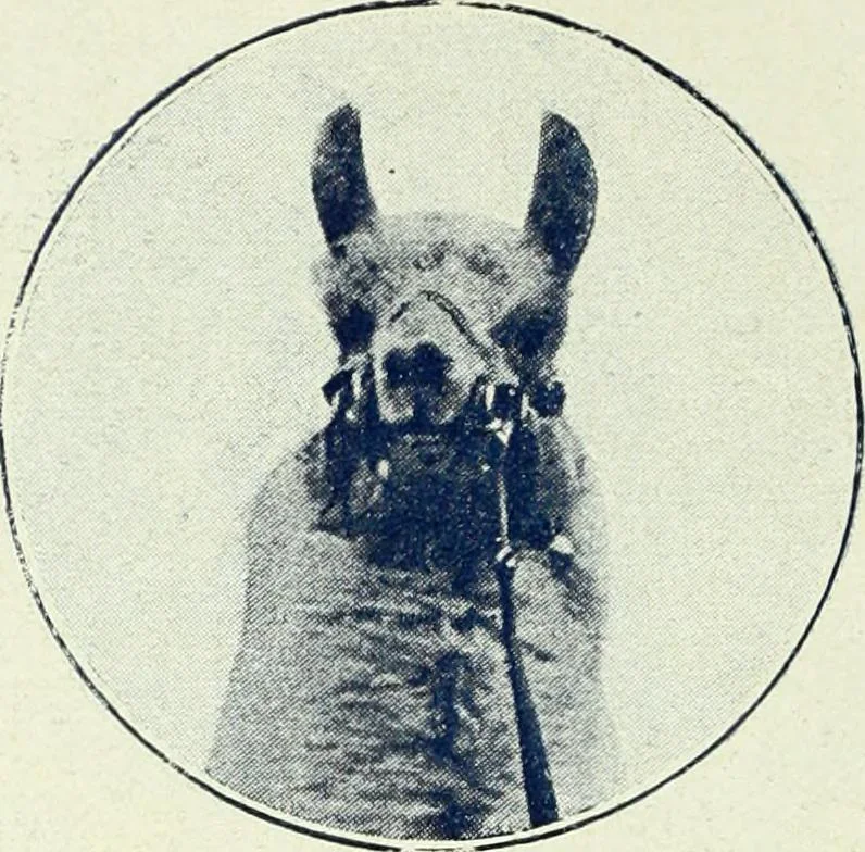 An illustration from Caras y caretas, 1898, leaf 387