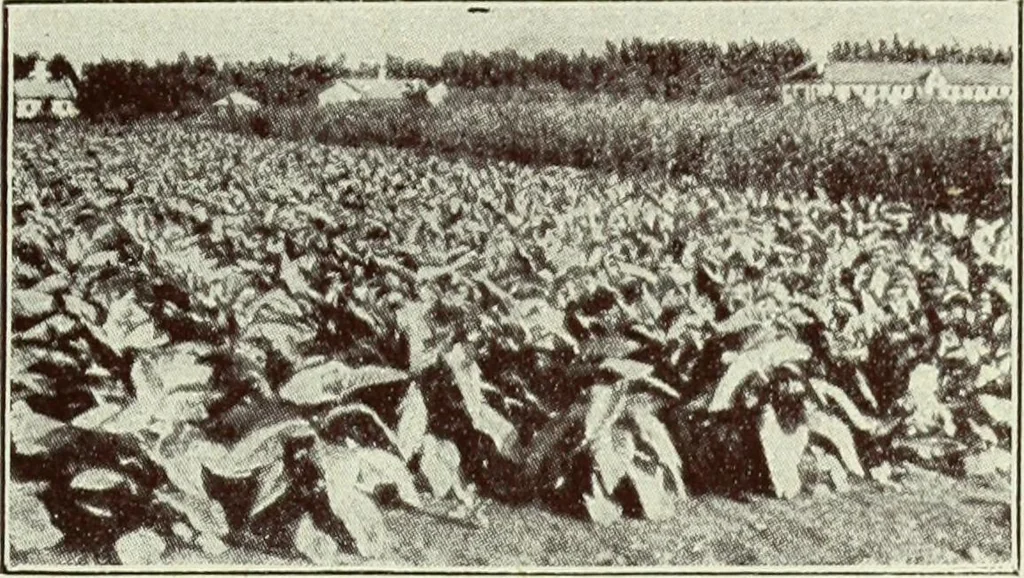 An illustration from Caras y caretas, 1898, leaf 534
