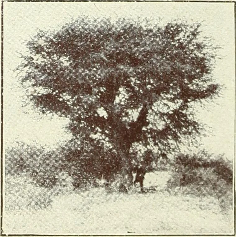 An illustration from Caras y caretas, 1898, leaf 535