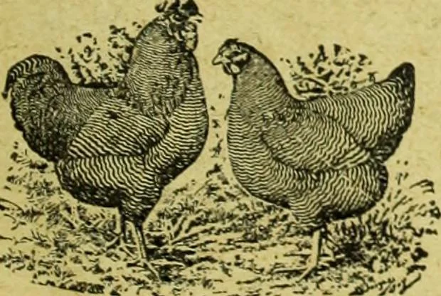 An illustration from Caras y caretas, 1898, leaf 580