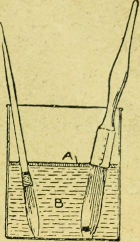 An illustration from Caras y caretas, 1898, leaf 710