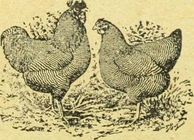 An illustration from Caras y caretas, 1898, leaf 725