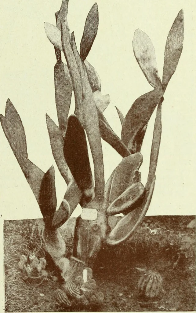 An illustration from Caras y caretas, 1898, leaf 810