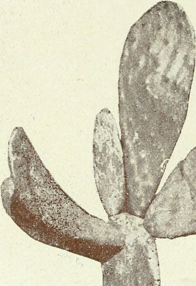 An illustration from Caras y caretas, 1898, leaf 811