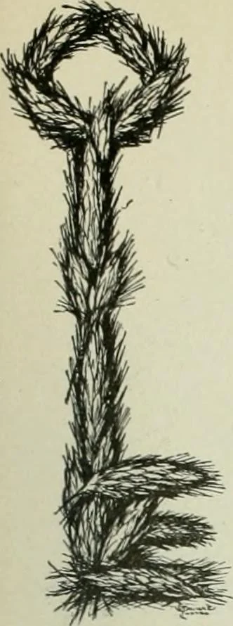 An illustration from Caricature. Wit and humor of a nation in picture, song and story, 1914, leaf 94