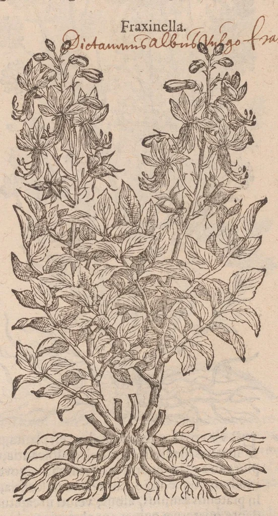 An illustration from Caroli ClusI Atrebatis, Impp. Caess. Augg. Maximiliani II, Rudolphi II aulae quondam familiaris, Rariorum plantarum historia : quae accesserint, proxima pagina docebit, 1601, leaf 117