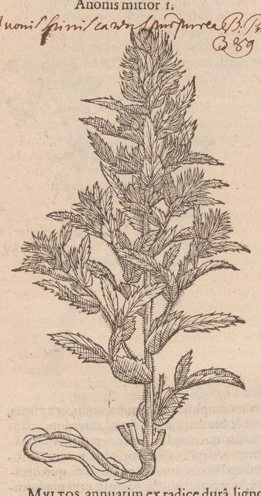 An illustration from Caroli ClusI Atrebatis, Impp. Caess. Augg. Maximiliani II, Rudolphi II aulae quondam familiaris, Rariorum plantarum historia : quae accesserint, proxima pagina docebit, 1601, leaf 117