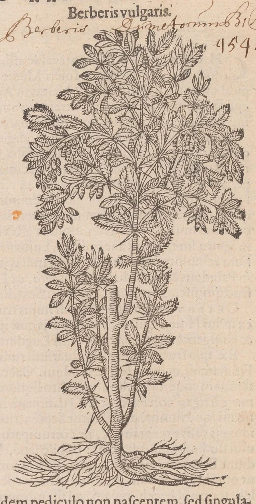 An illustration from Caroli ClusI Atrebatis, Impp. Caess. Augg. Maximiliani II, Rudolphi II aulae quondam familiaris, Rariorum plantarum historia : quae accesserint, proxima pagina docebit, 1601, leaf 138
