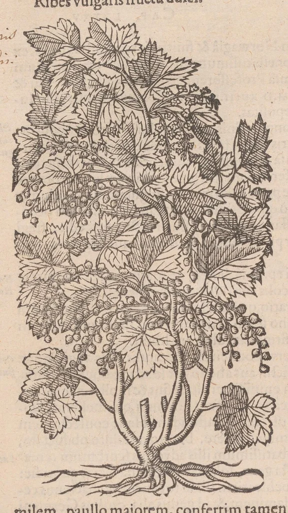 An illustration from Caroli ClusI Atrebatis, Impp. Caess. Augg. Maximiliani II, Rudolphi II aulae quondam familiaris, Rariorum plantarum historia : quae accesserint, proxima pagina docebit, 1601, leaf 138