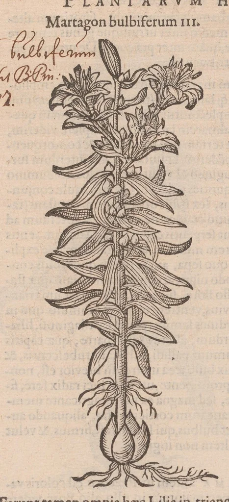 An illustration from Caroli ClusI Atrebatis, Impp. Caess. Augg. Maximiliani II, Rudolphi II aulae quondam familiaris, Rariorum plantarum historia : quae accesserint, proxima pagina docebit, 1601, leaf 155