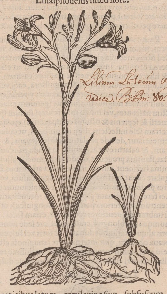 An illustration from Caroli ClusI Atrebatis, Impp. Caess. Augg. Maximiliani II, Rudolphi II aulae quondam familiaris, Rariorum plantarum historia : quae accesserint, proxima pagina docebit, 1601, leaf 155