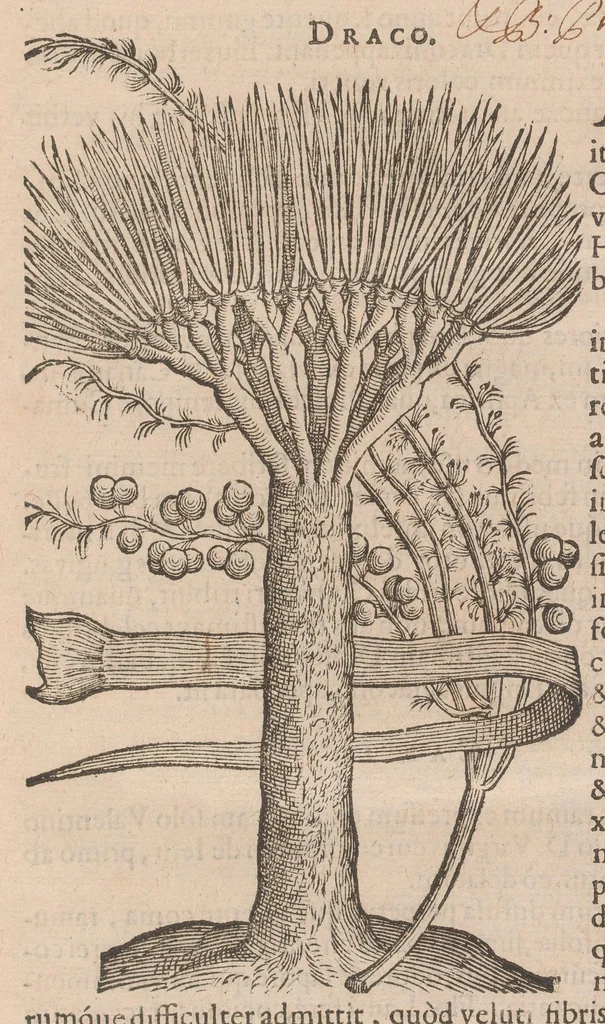 An illustration from Caroli ClusI Atrebatis, Impp. Caess. Augg. Maximiliani II, Rudolphi II aulae quondam familiaris, Rariorum plantarum historia : quae accesserint, proxima pagina docebit, 1601, leaf 19