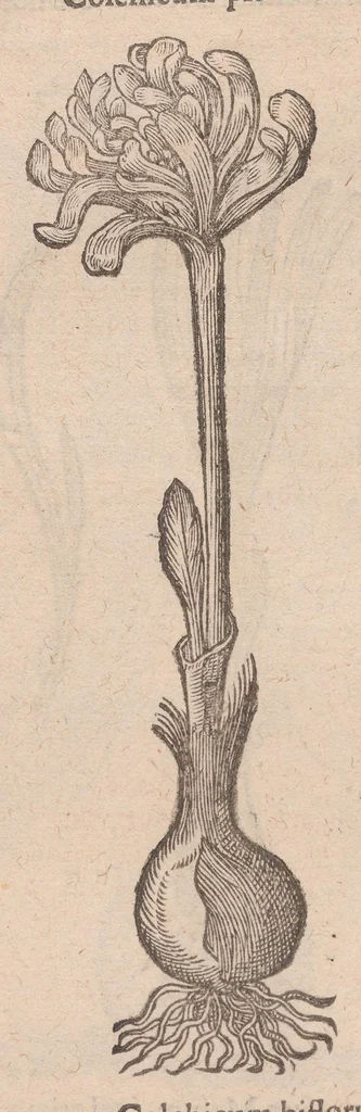 An illustration from Caroli ClusI Atrebatis, Impp. Caess. Augg. Maximiliani II, Rudolphi II aulae quondam familiaris, Rariorum plantarum historia : quae accesserint, proxima pagina docebit, 1601, leaf 220