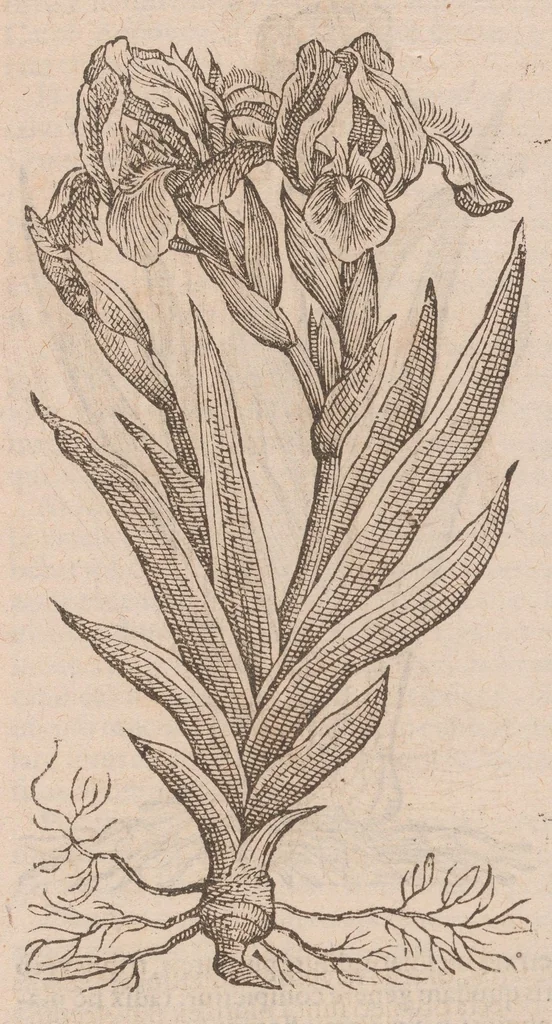 An illustration from Caroli ClusI Atrebatis, Impp. Caess. Augg. Maximiliani II, Rudolphi II aulae quondam familiaris, Rariorum plantarum historia : quae accesserint, proxima pagina docebit, 1601, leaf 239