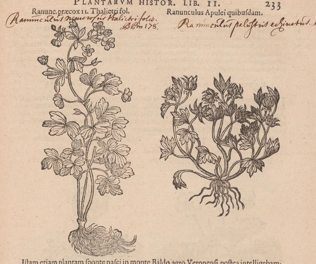 An illustration from Caroli ClusI Atrebatis, Impp. Caess. Augg. Maximiliani II, Rudolphi II aulae quondam familiaris, Rariorum plantarum historia : quae accesserint, proxima pagina docebit, 1601, leaf 251