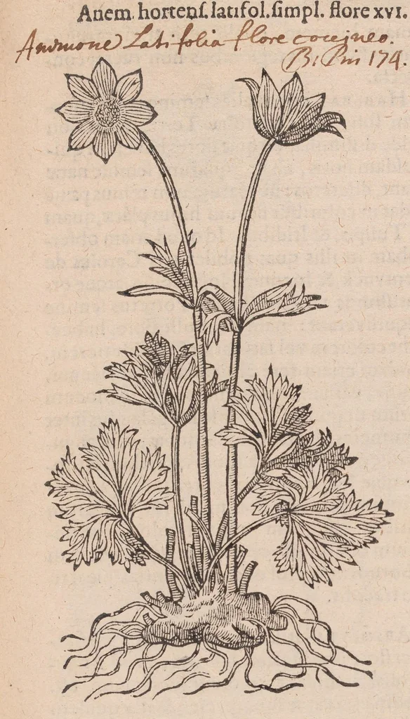 An illustration from Caroli ClusI Atrebatis, Impp. Caess. Augg. Maximiliani II, Rudolphi II aulae quondam familiaris, Rariorum plantarum historia : quae accesserint, proxima pagina docebit, 1601, leaf 271