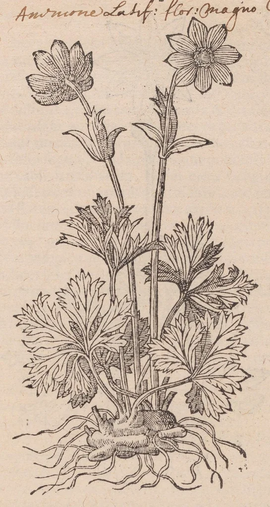 An illustration from Caroli ClusI Atrebatis, Impp. Caess. Augg. Maximiliani II, Rudolphi II aulae quondam familiaris, Rariorum plantarum historia : quae accesserint, proxima pagina docebit, 1601, leaf 271