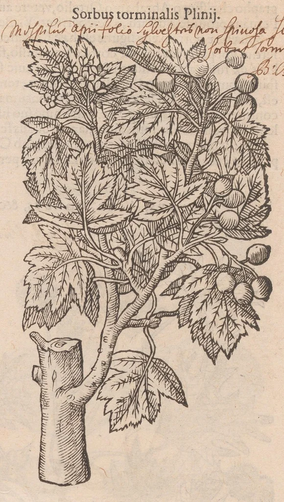 An illustration from Caroli ClusI Atrebatis, Impp. Caess. Augg. Maximiliani II, Rudolphi II aulae quondam familiaris, Rariorum plantarum historia : quae accesserint, proxima pagina docebit, 1601, leaf 28