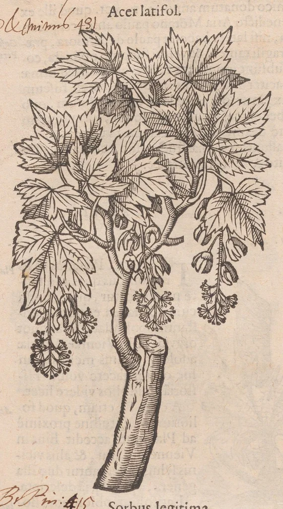 An illustration from Caroli ClusI Atrebatis, Impp. Caess. Augg. Maximiliani II, Rudolphi II aulae quondam familiaris, Rariorum plantarum historia : quae accesserint, proxima pagina docebit, 1601, leaf 28