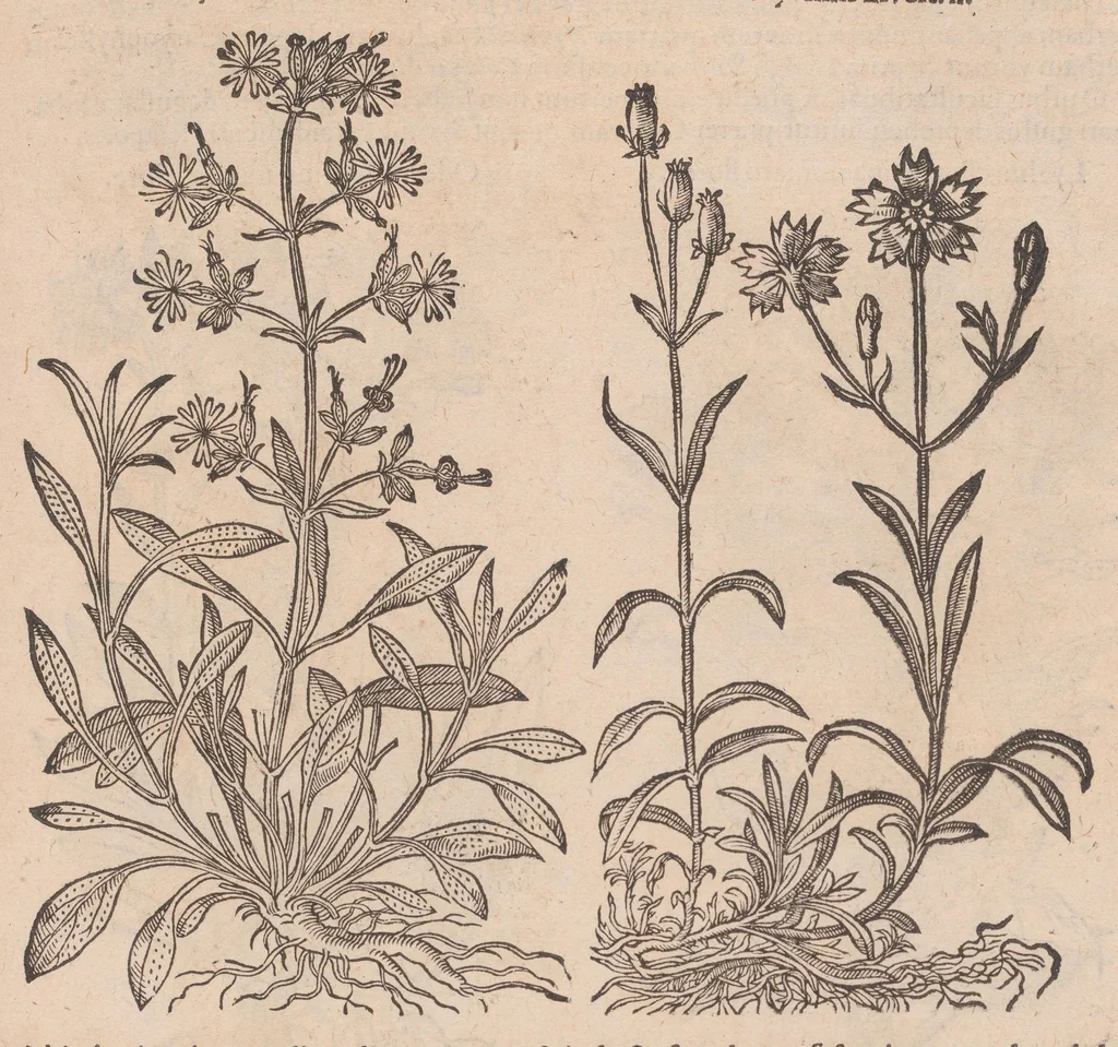 An illustration from Caroli ClusI Atrebatis, Impp. Caess. Augg. Maximiliani II, Rudolphi II aulae quondam familiaris, Rariorum plantarum historia : quae accesserint, proxima pagina docebit, 1601, leaf 309