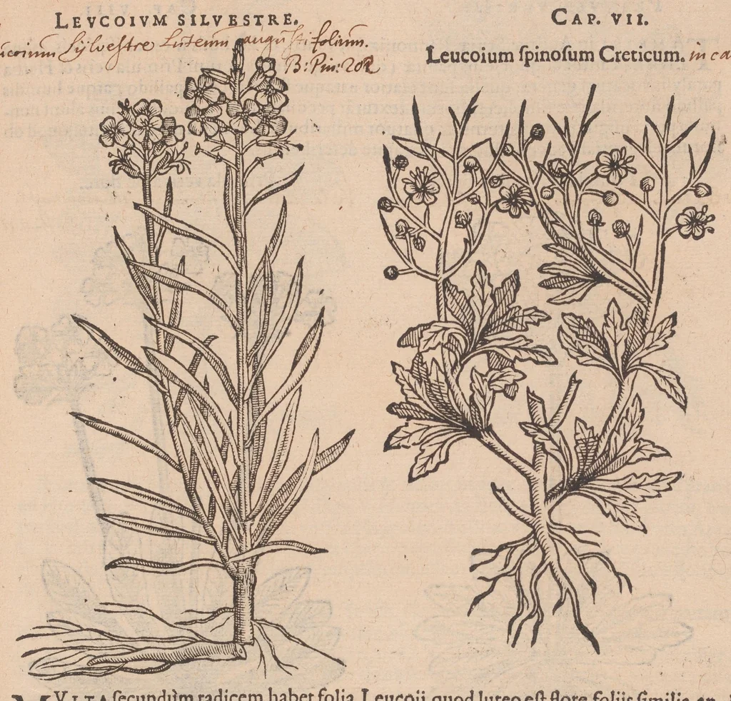 An illustration from Caroli ClusI Atrebatis, Impp. Caess. Augg. Maximiliani II, Rudolphi II aulae quondam familiaris, Rariorum plantarum historia : quae accesserint, proxima pagina docebit, 1601, leaf 317