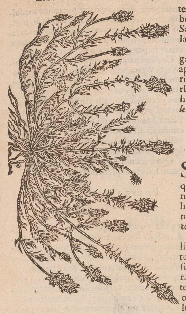 An illustration from Caroli ClusI Atrebatis, Impp. Caess. Augg. Maximiliani II, Rudolphi II aulae quondam familiaris, Rariorum plantarum historia : quae accesserint, proxima pagina docebit, 1601, leaf 341