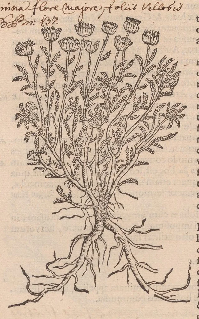 An illustration from Caroli ClusI Atrebatis, Impp. Caess. Augg. Maximiliani II, Rudolphi II aulae quondam familiaris, Rariorum plantarum historia : quae accesserint, proxima pagina docebit, 1601, leaf 360
