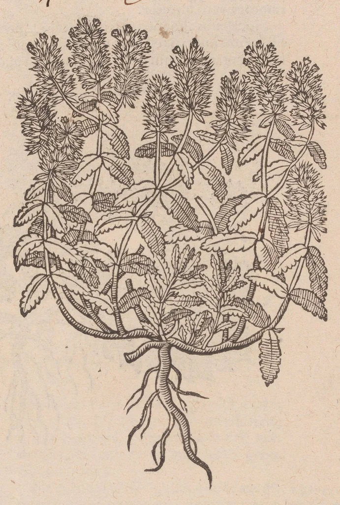 An illustration from Caroli ClusI Atrebatis, Impp. Caess. Augg. Maximiliani II, Rudolphi II aulae quondam familiaris, Rariorum plantarum historia : quae accesserint, proxima pagina docebit, 1601, leaf 379