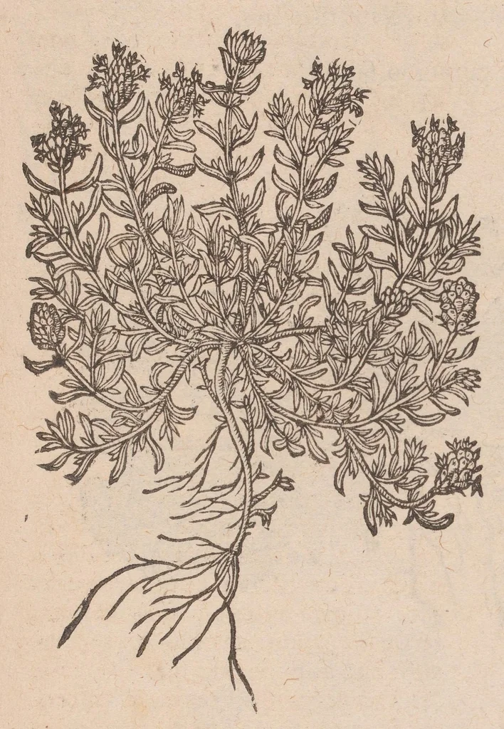 An illustration from Caroli ClusI Atrebatis, Impp. Caess. Augg. Maximiliani II, Rudolphi II aulae quondam familiaris, Rariorum plantarum historia : quae accesserint, proxima pagina docebit, 1601, leaf 379