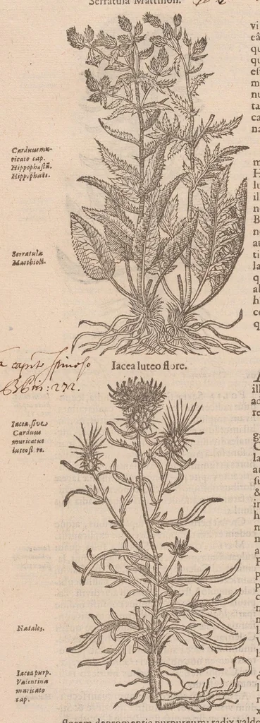 An illustration from Caroli ClusI Atrebatis, Impp. Caess. Augg. Maximiliani II, Rudolphi II aulae quondam familiaris, Rariorum plantarum historia : quae accesserint, proxima pagina docebit, 1601, leaf 390