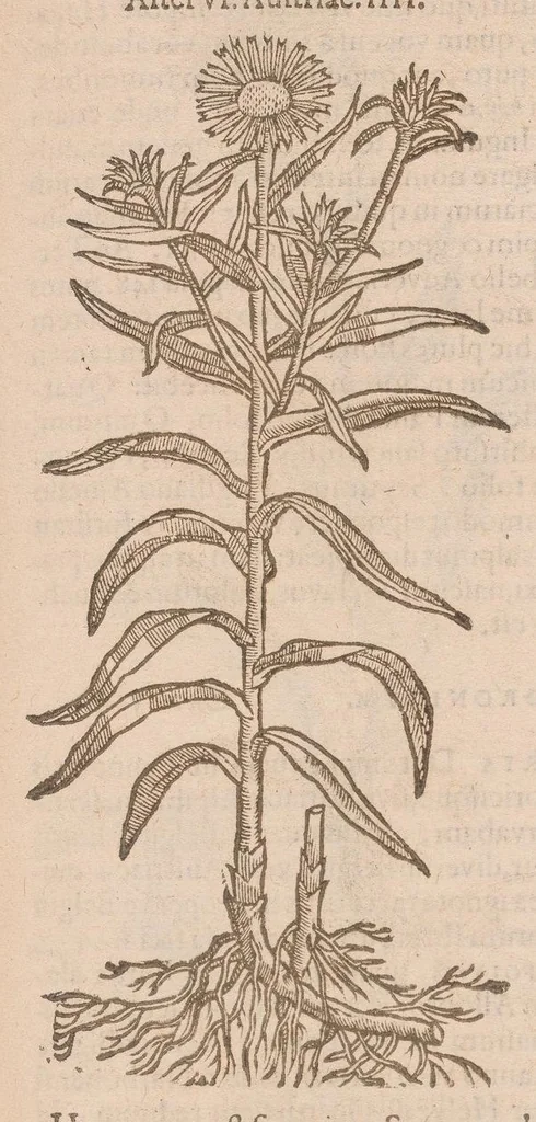 An illustration from Caroli ClusI Atrebatis, Impp. Caess. Augg. Maximiliani II, Rudolphi II aulae quondam familiaris, Rariorum plantarum historia : quae accesserint, proxima pagina docebit, 1601, leaf 397