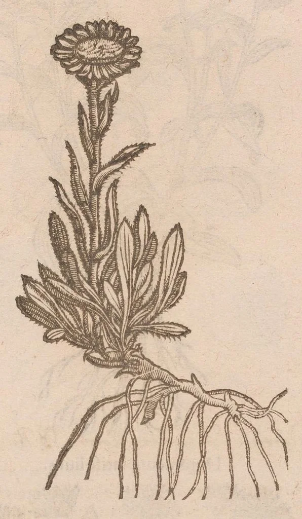 An illustration from Caroli ClusI Atrebatis, Impp. Caess. Augg. Maximiliani II, Rudolphi II aulae quondam familiaris, Rariorum plantarum historia : quae accesserint, proxima pagina docebit, 1601, leaf 397