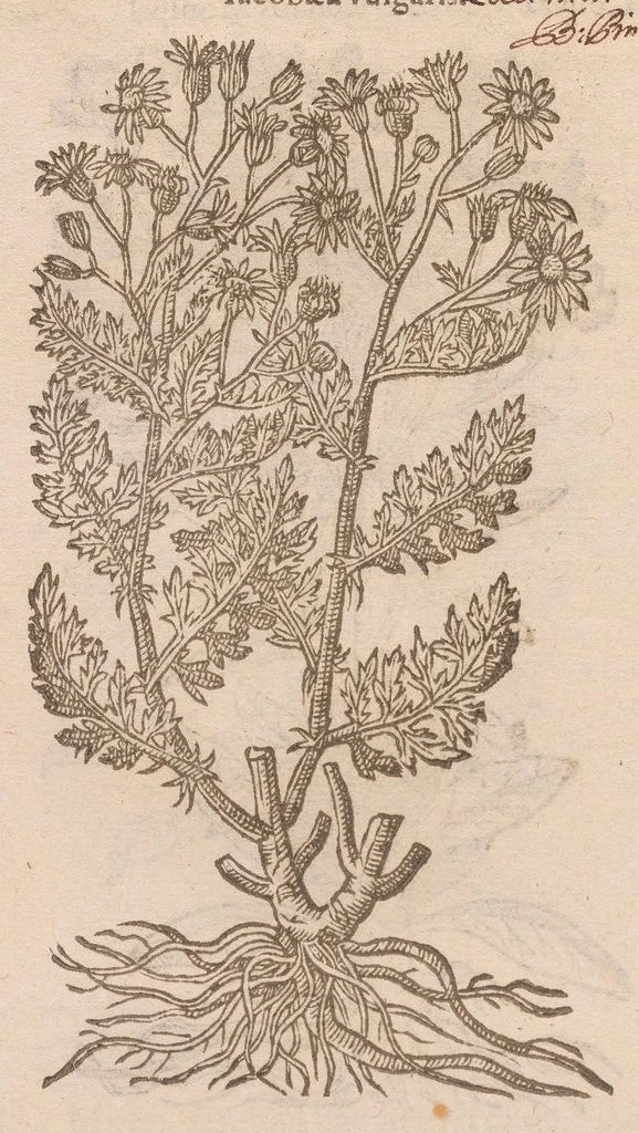 An illustration from Caroli ClusI Atrebatis, Impp. Caess. Augg. Maximiliani II, Rudolphi II aulae quondam familiaris, Rariorum plantarum historia : quae accesserint, proxima pagina docebit, 1601, leaf 404