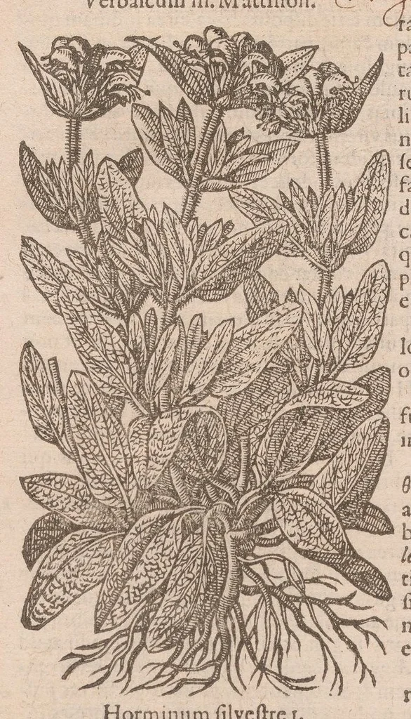 An illustration from Caroli ClusI Atrebatis, Impp. Caess. Augg. Maximiliani II, Rudolphi II aulae quondam familiaris, Rariorum plantarum historia : quae accesserint, proxima pagina docebit, 1601, leaf 410