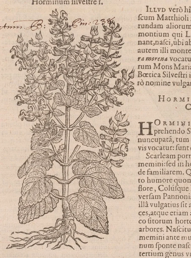 An illustration from Caroli ClusI Atrebatis, Impp. Caess. Augg. Maximiliani II, Rudolphi II aulae quondam familiaris, Rariorum plantarum historia : quae accesserint, proxima pagina docebit, 1601, leaf 410