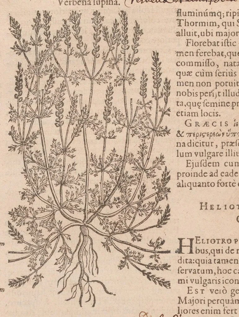 An illustration from Caroli ClusI Atrebatis, Impp. Caess. Augg. Maximiliani II, Rudolphi II aulae quondam familiaris, Rariorum plantarum historia : quae accesserint, proxima pagina docebit, 1601, leaf 428
