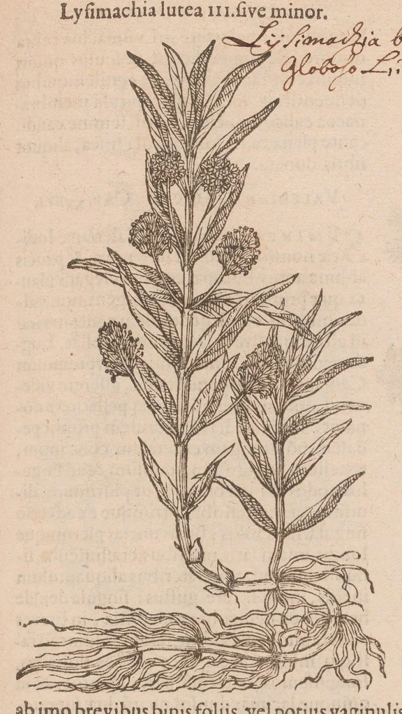 An illustration from Caroli ClusI Atrebatis, Impp. Caess. Augg. Maximiliani II, Rudolphi II aulae quondam familiaris, Rariorum plantarum historia : quae accesserint, proxima pagina docebit, 1601, leaf 435