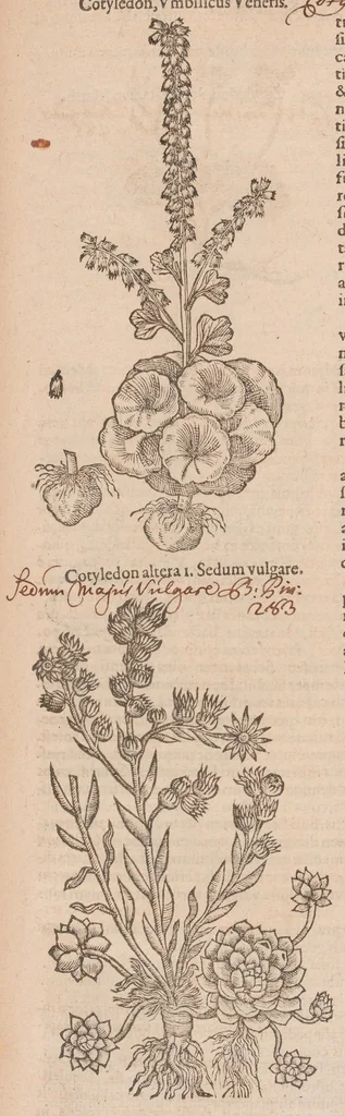 An illustration from Caroli ClusI Atrebatis, Impp. Caess. Augg. Maximiliani II, Rudolphi II aulae quondam familiaris, Rariorum plantarum historia : quae accesserint, proxima pagina docebit, 1601, leaf 445
