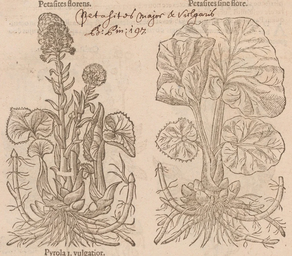 An illustration from Caroli ClusI Atrebatis, Impp. Caess. Augg. Maximiliani II, Rudolphi II aulae quondam familiaris, Rariorum plantarum historia : quae accesserint, proxima pagina docebit, 1601, leaf 498