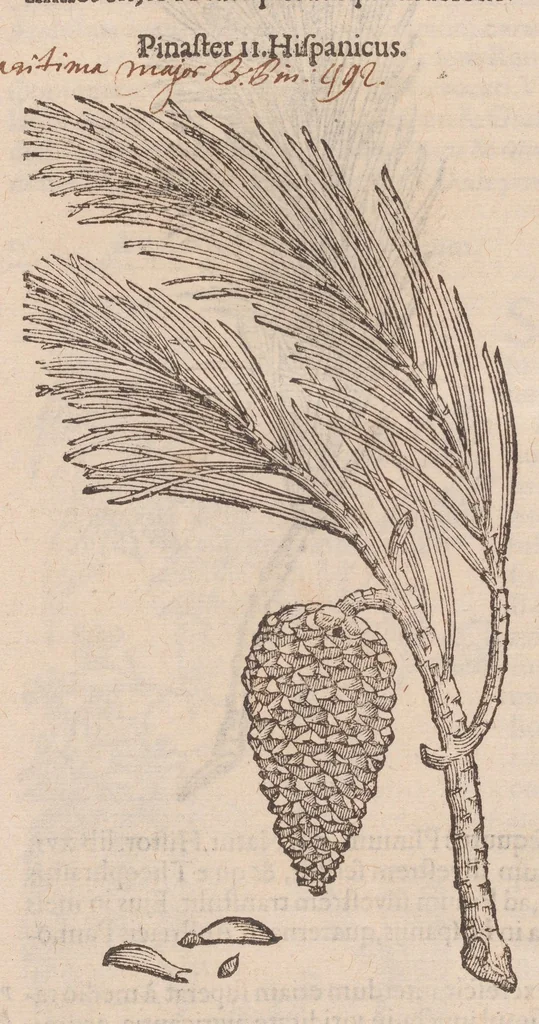 An illustration from Caroli ClusI Atrebatis, Impp. Caess. Augg. Maximiliani II, Rudolphi II aulae quondam familiaris, Rariorum plantarum historia : quae accesserint, proxima pagina docebit, 1601, leaf 50