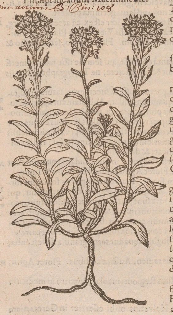 An illustration from Caroli ClusI Atrebatis, Impp. Caess. Augg. Maximiliani II, Rudolphi II aulae quondam familiaris, Rariorum plantarum historia : quae accesserint, proxima pagina docebit, 1601, leaf 514