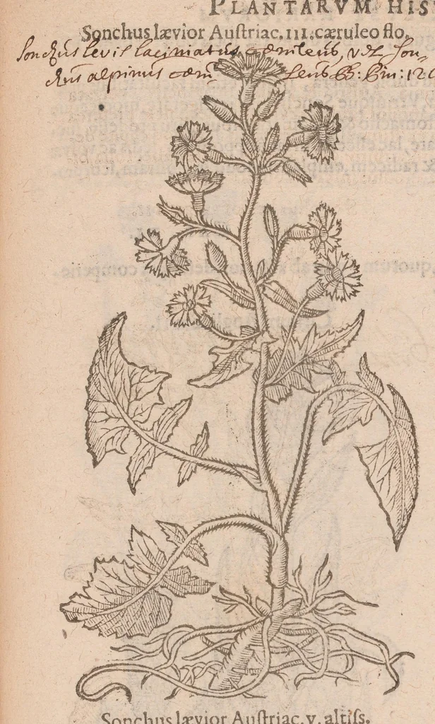 An illustration from Caroli ClusI Atrebatis, Impp. Caess. Augg. Maximiliani II, Rudolphi II aulae quondam familiaris, Rariorum plantarum historia : quae accesserint, proxima pagina docebit, 1601, leaf 529