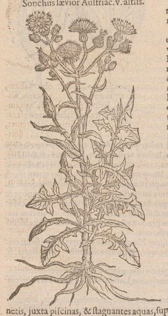An illustration from Caroli ClusI Atrebatis, Impp. Caess. Augg. Maximiliani II, Rudolphi II aulae quondam familiaris, Rariorum plantarum historia : quae accesserint, proxima pagina docebit, 1601, leaf 529